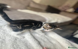 Mixed Breed cats for sale: 2 boy kitten left for sale  - Image 7