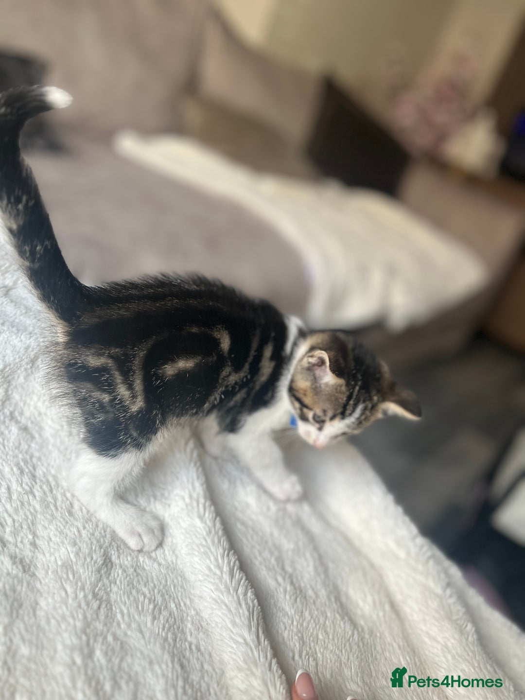 Mixed Breed cats for sale: 2 boy kitten left for sale  - Image 7