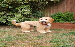 Cockapoo dogs for stud: Hip 0/0🌟 Elbow 0/0🌟 Australian Labradoodle - Advert 23