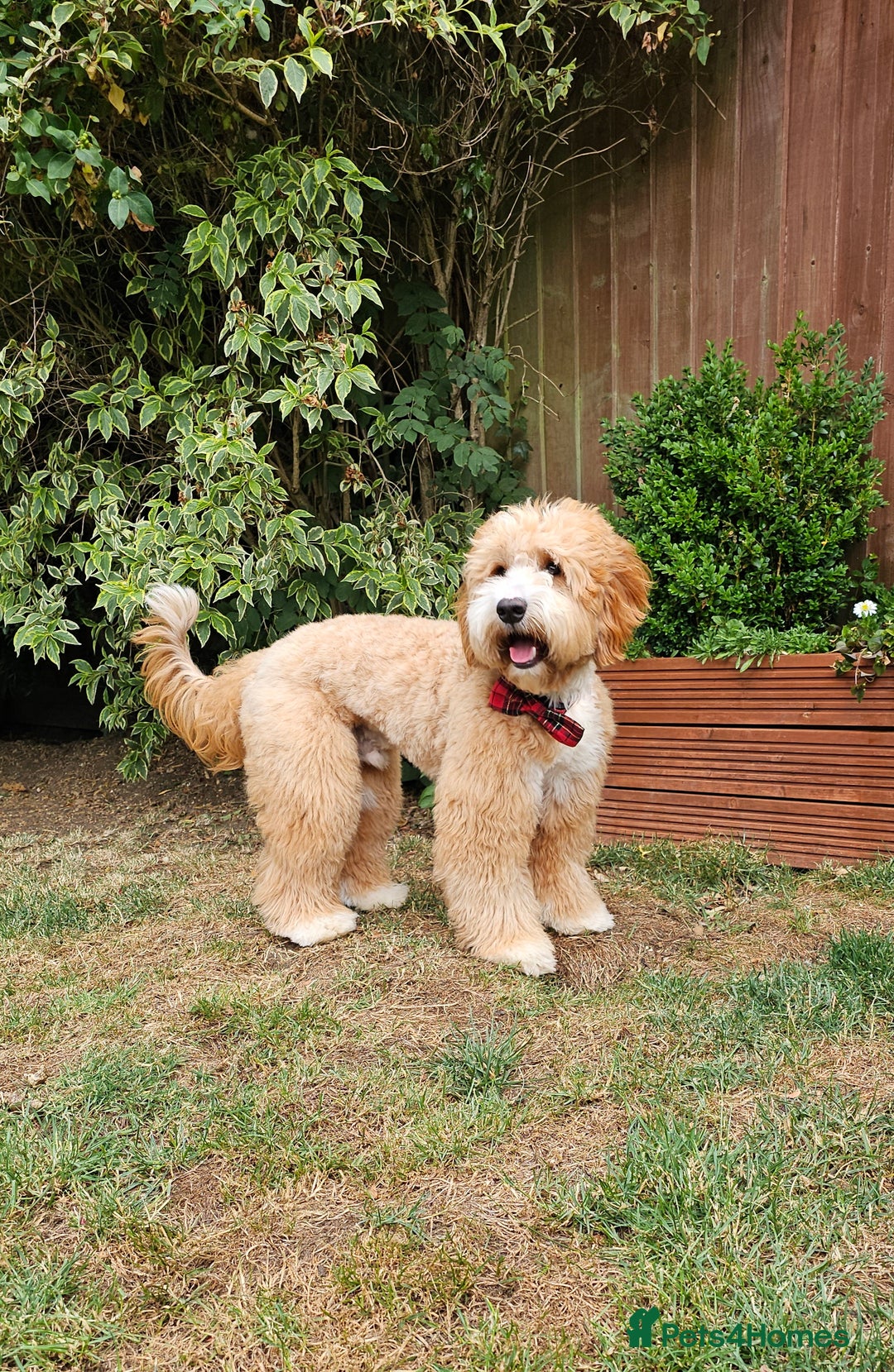 Cockapoo dogs for stud: Hip 0/0🌟 Elbow 0/0🌟 Australian Labradoodle - Advert 23