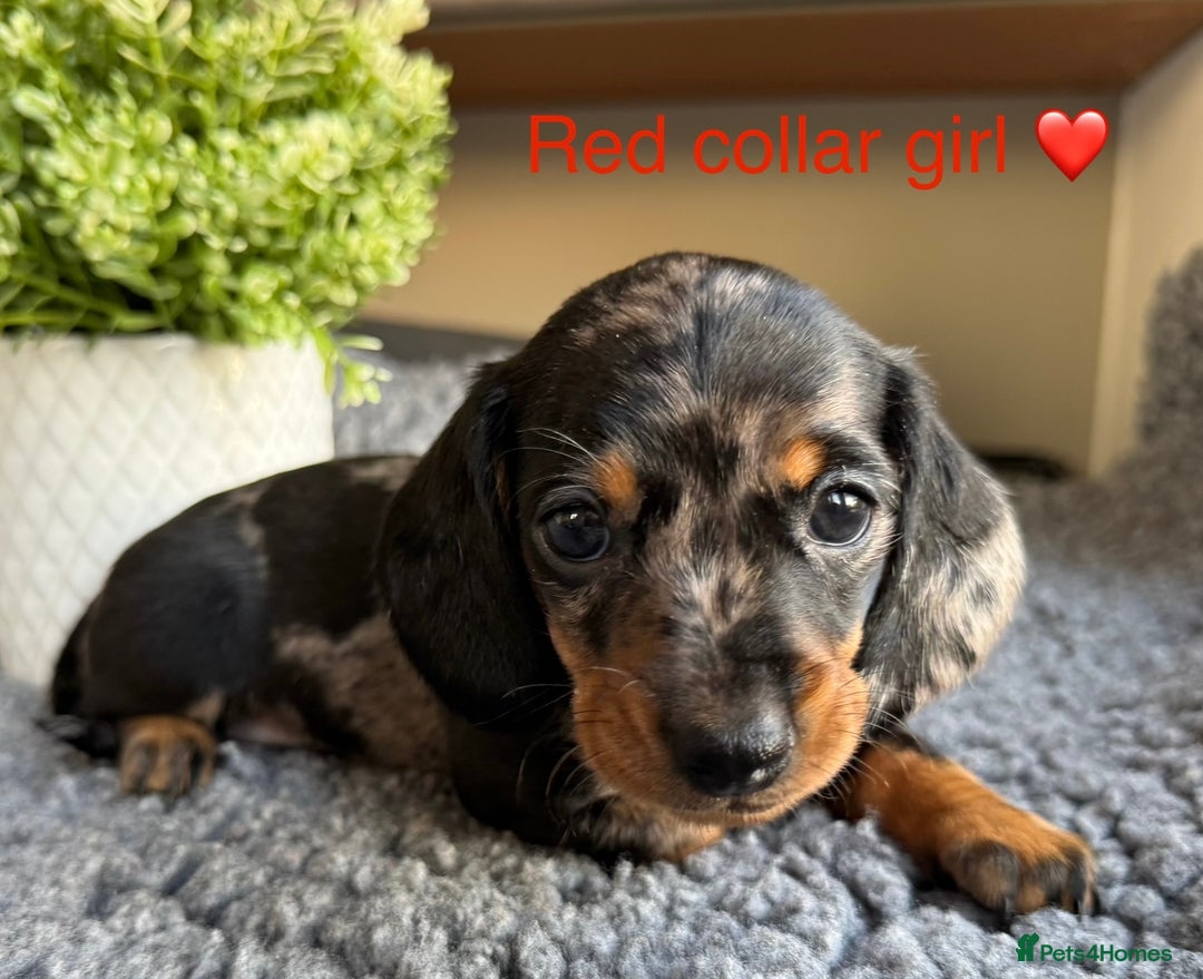 Miniature Dachshund dogs for sale: Miniature Dachshund puppies - Image 4