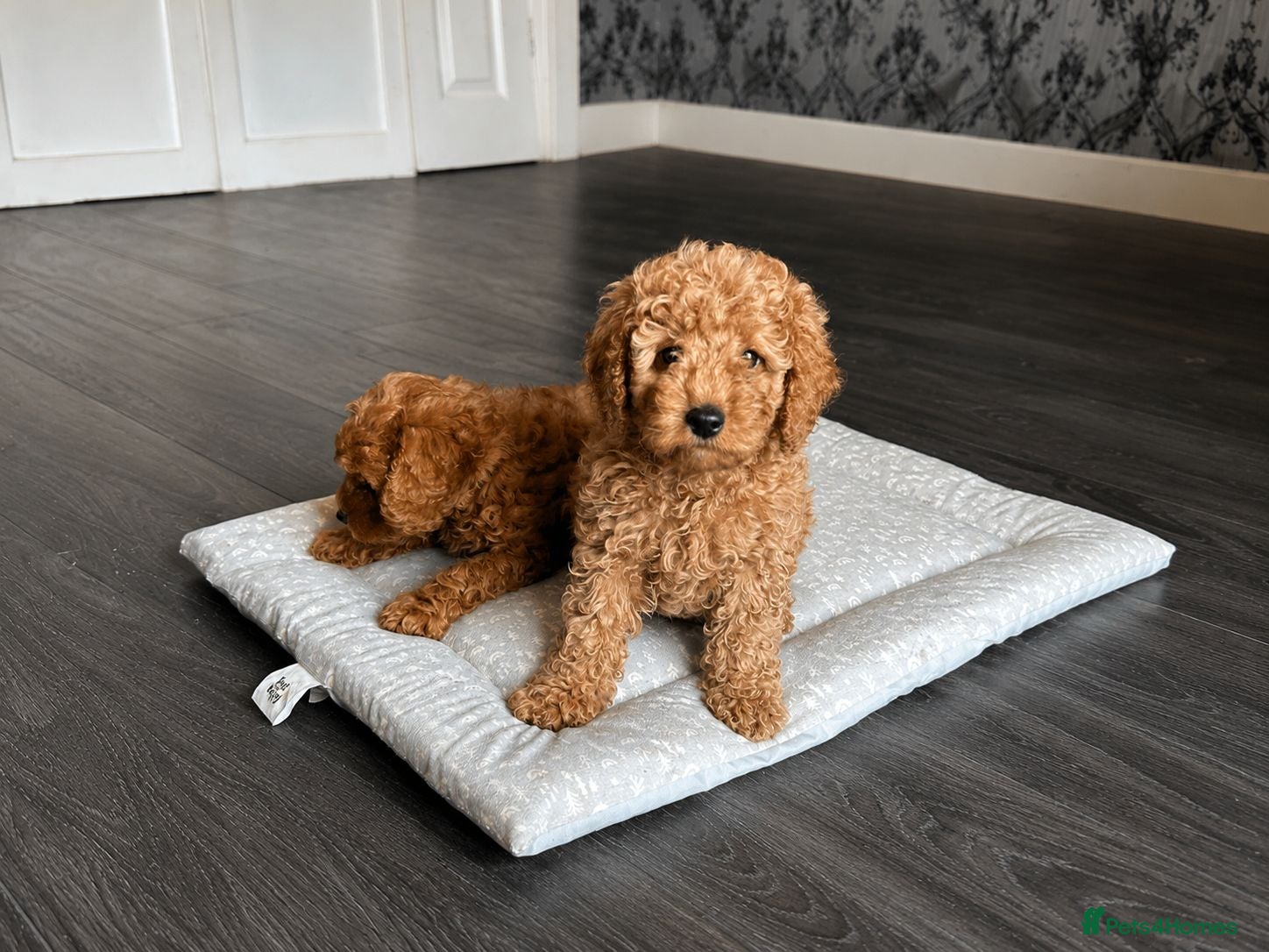 Cavapoo dogs 5 cavapoo pups ready to leave  - Advert 2