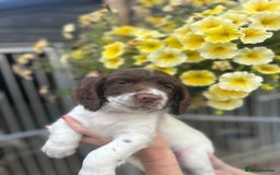 English Springer Spaniel dogs for sale: Beautiful litter of KC reg ESS - Image 20