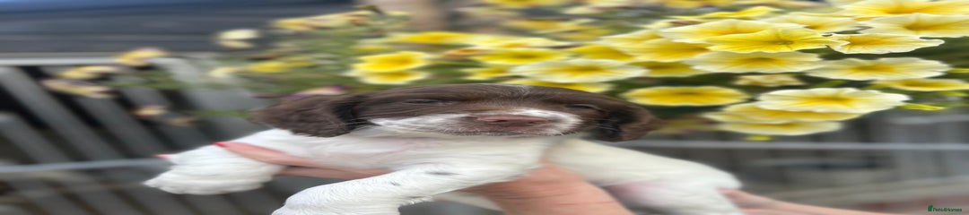 English Springer Spaniel Puppy 2