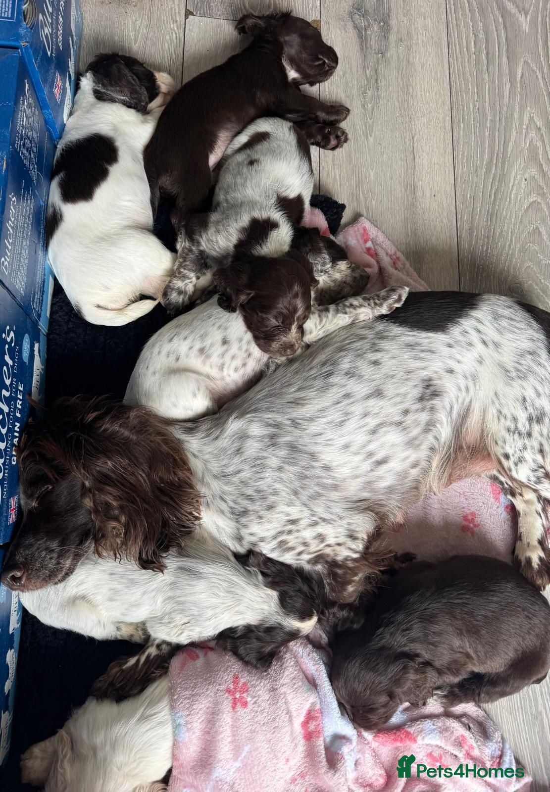 Cocker Spaniel dogs KC registered, fully health tested working cockers - Advert 1