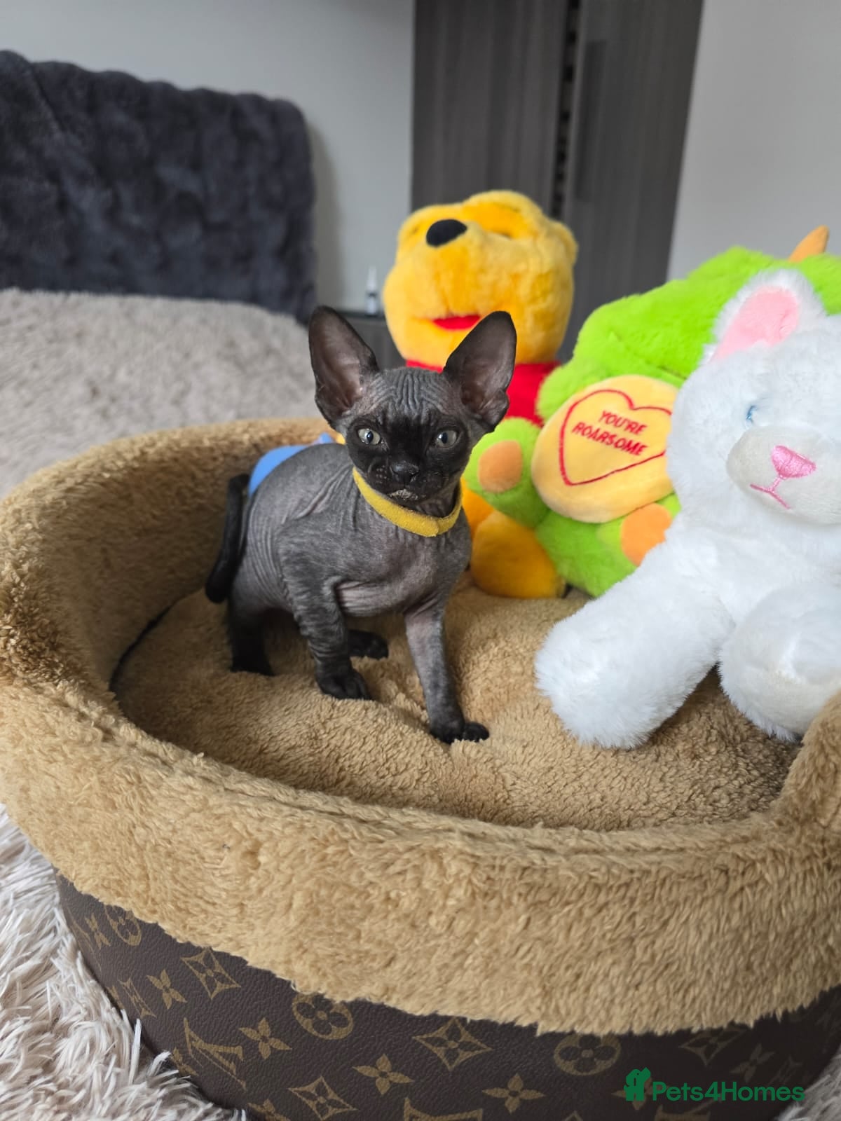 Sphynx cats Adorable kittens  - Advert 6