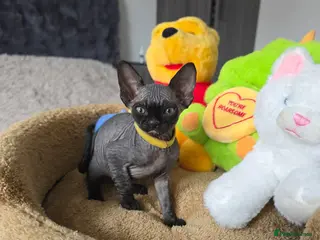 Sphynx cats Adorable kittens - Advert 4