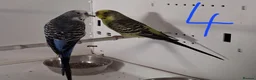 Budgerigars birds for sale: Budgies breeding pairs  - Advert 8
