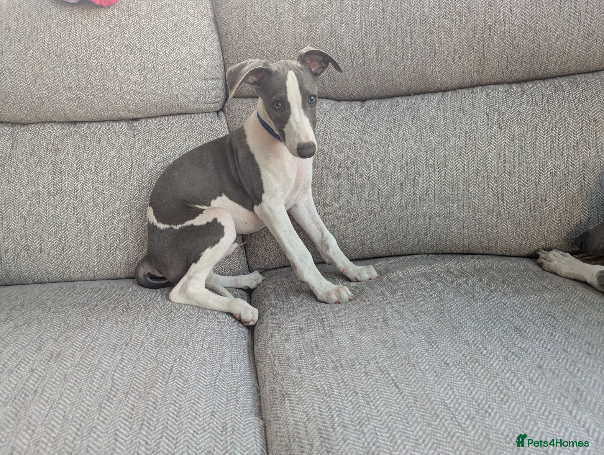 Whippet dogs Beautiful 12 week old pup seeking forever home - Advert 8