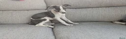 Whippet dogs for sale: Beautiful 12 week old pup seeking forever home - Advert 2