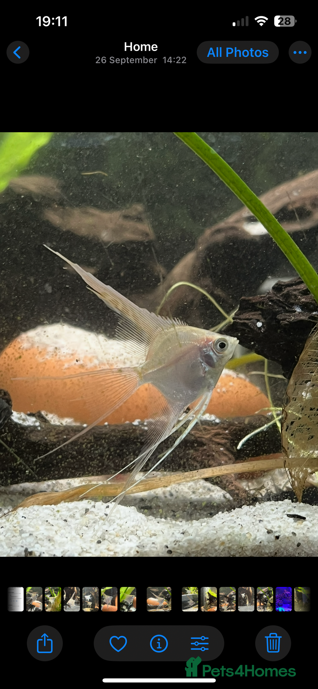 Angelfish fish for sale: Platinum white longfin angelfish - Image 2