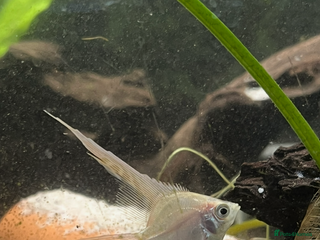 Angelfish fish - Advert 5