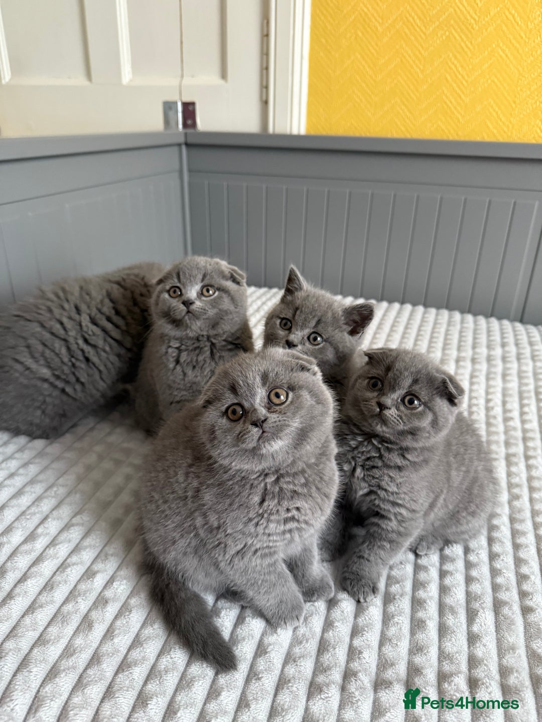 Scottish Fold cats for sale: 5 gorgeous kittens for sale - Advert 12