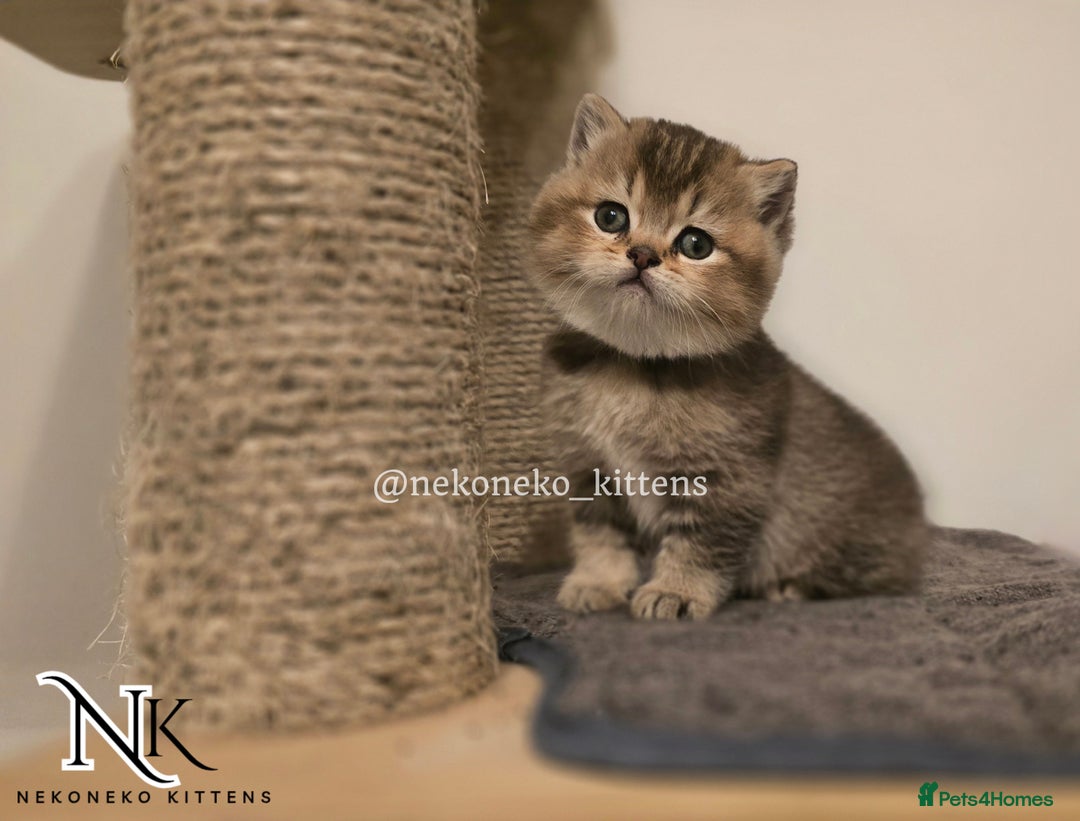 British Shorthair cats for sale: GCCF REGISTERED BSH TEDDY'S 🐻 🧸  - Advert 22