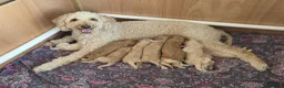 Labradoodle dogs for sale: Multigeneration Labradoodle Backcross - Advert 1