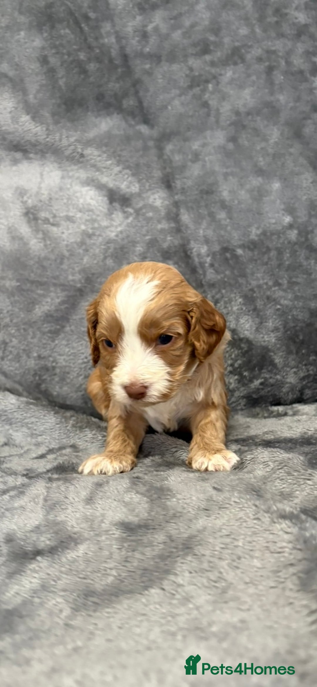 Cockapoo dogs for sale: Cockerpoo puppies from health tested parents.  - Advert 4