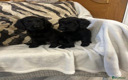 Cockapoo dogs for sale: F1 Cockapoos ready🩷 - Image 8