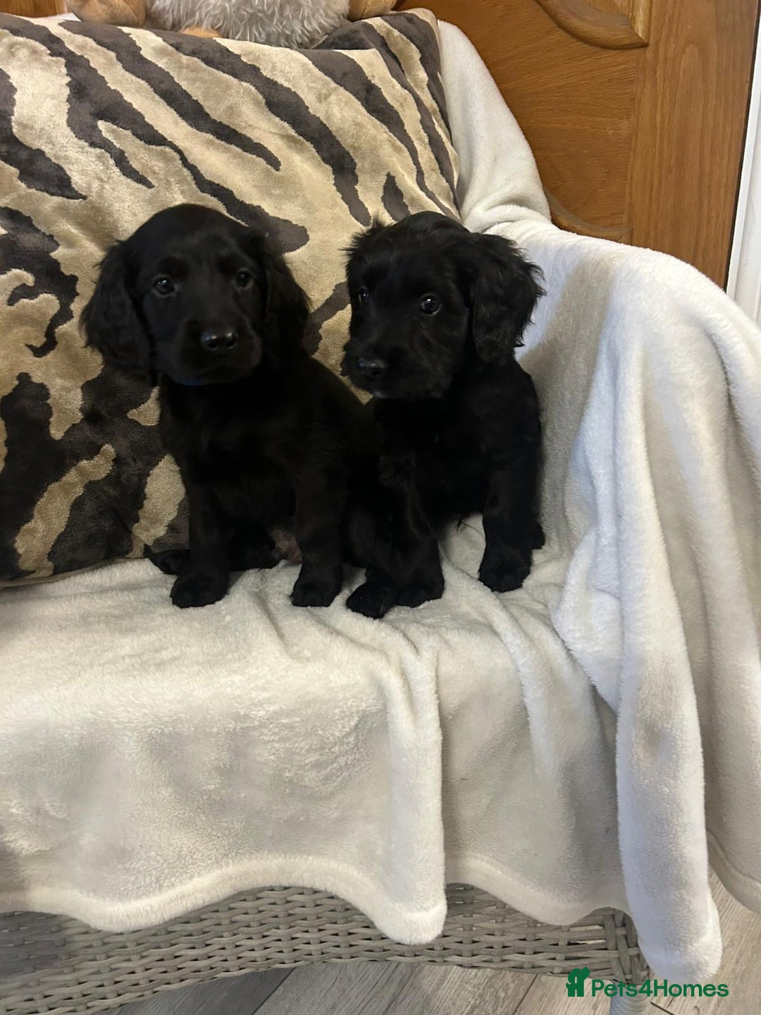 Cockapoo dogs for sale: F1 Cockapoos ready🩷 - Image 8