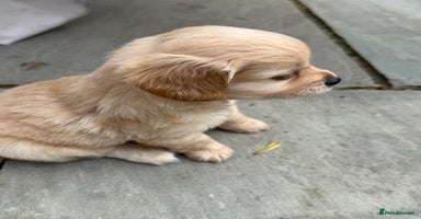 Mixed Breed dogs - Advert 14