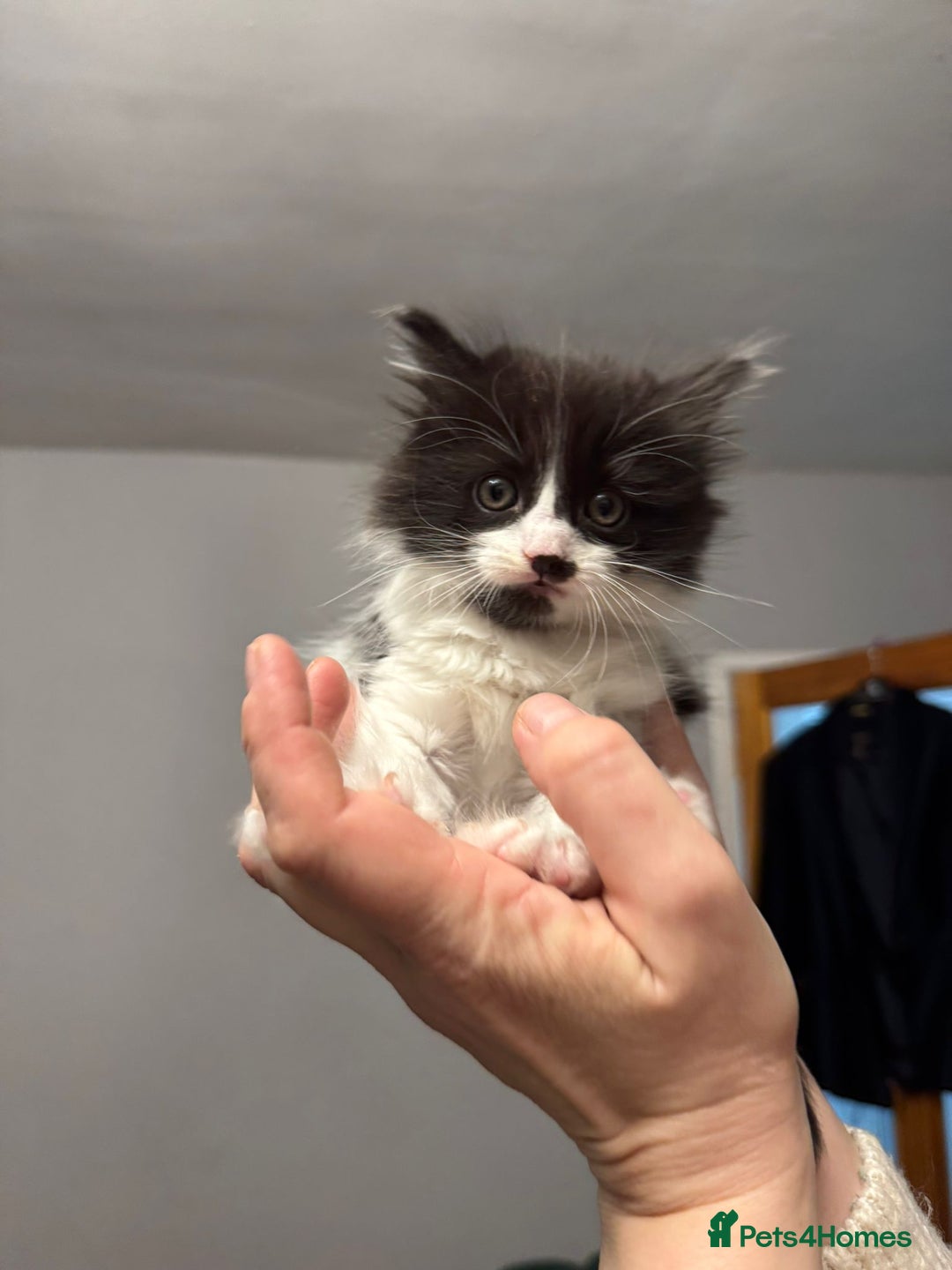 Turkish Angora cats for sale: Turkish Angora cross breed kittens - Advert 21