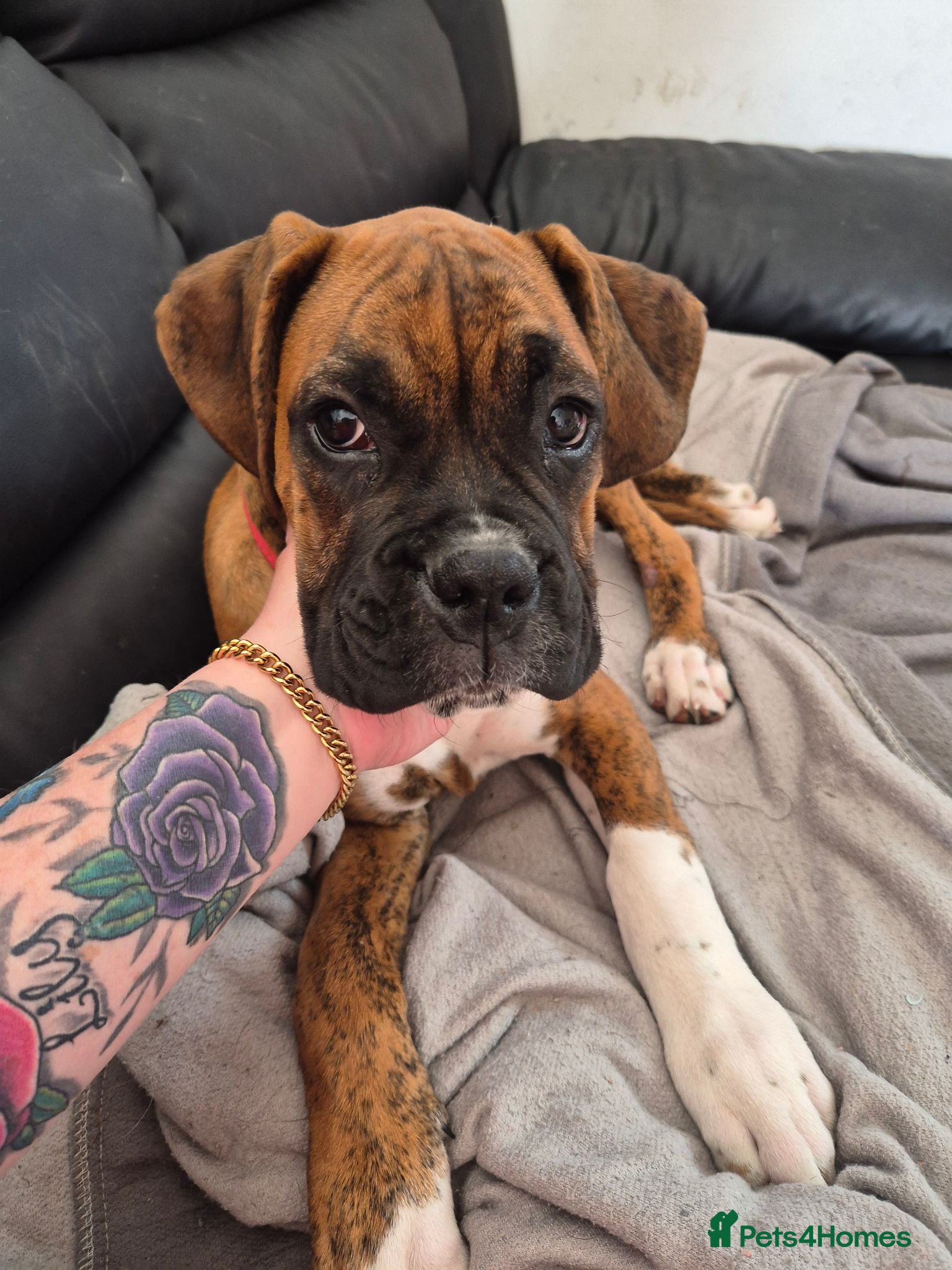 Boxer dogs Male 6 months boxer - Advert 5