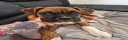 Boxer dogs for sale: Male 6 months boxer - Advert 2