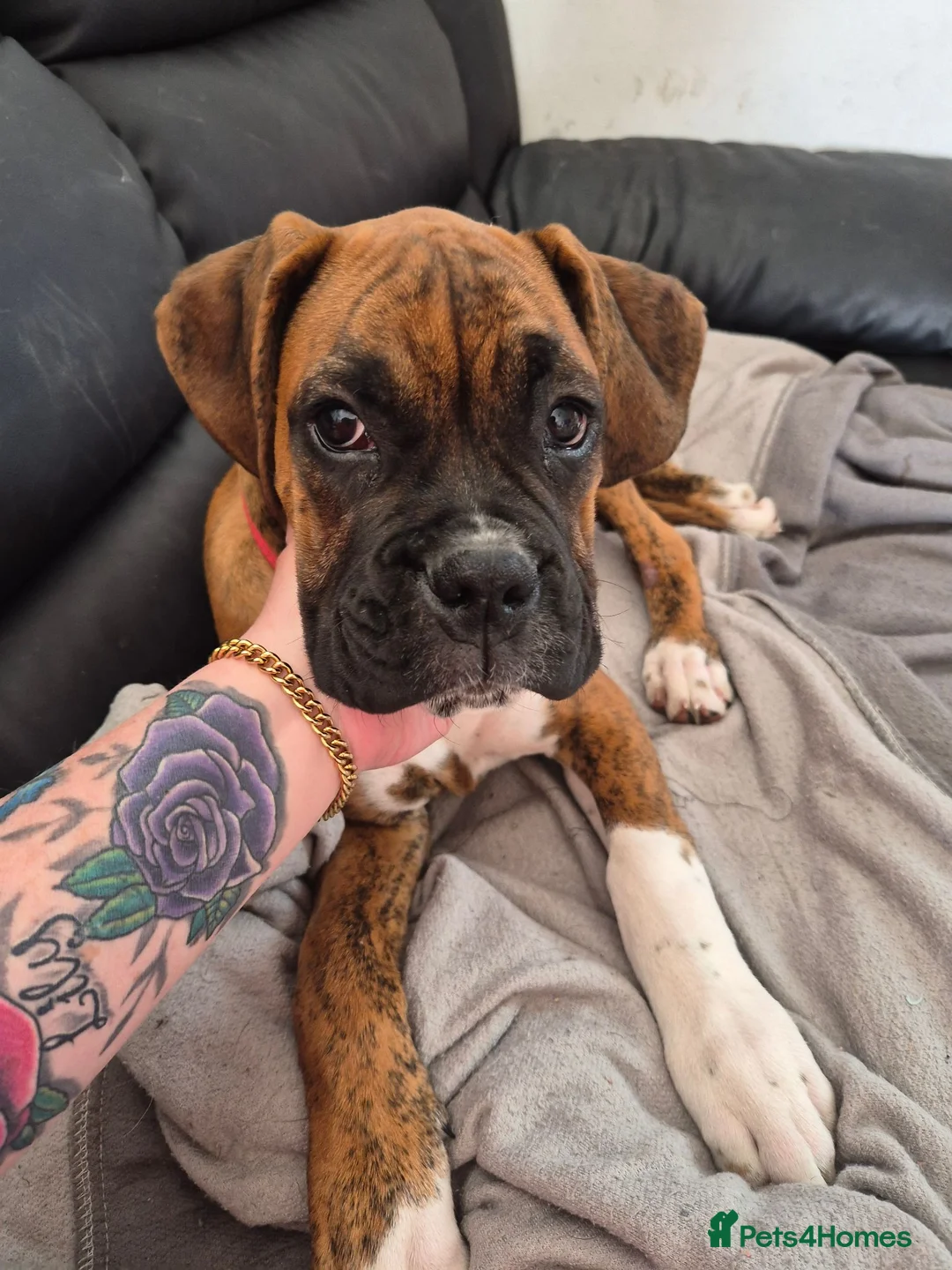 Boxer dogs for sale: Male 6 months boxer - Advert 2