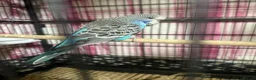 Budgerigars birds for sale: Baby Budgies’s for sale  - Advert 13