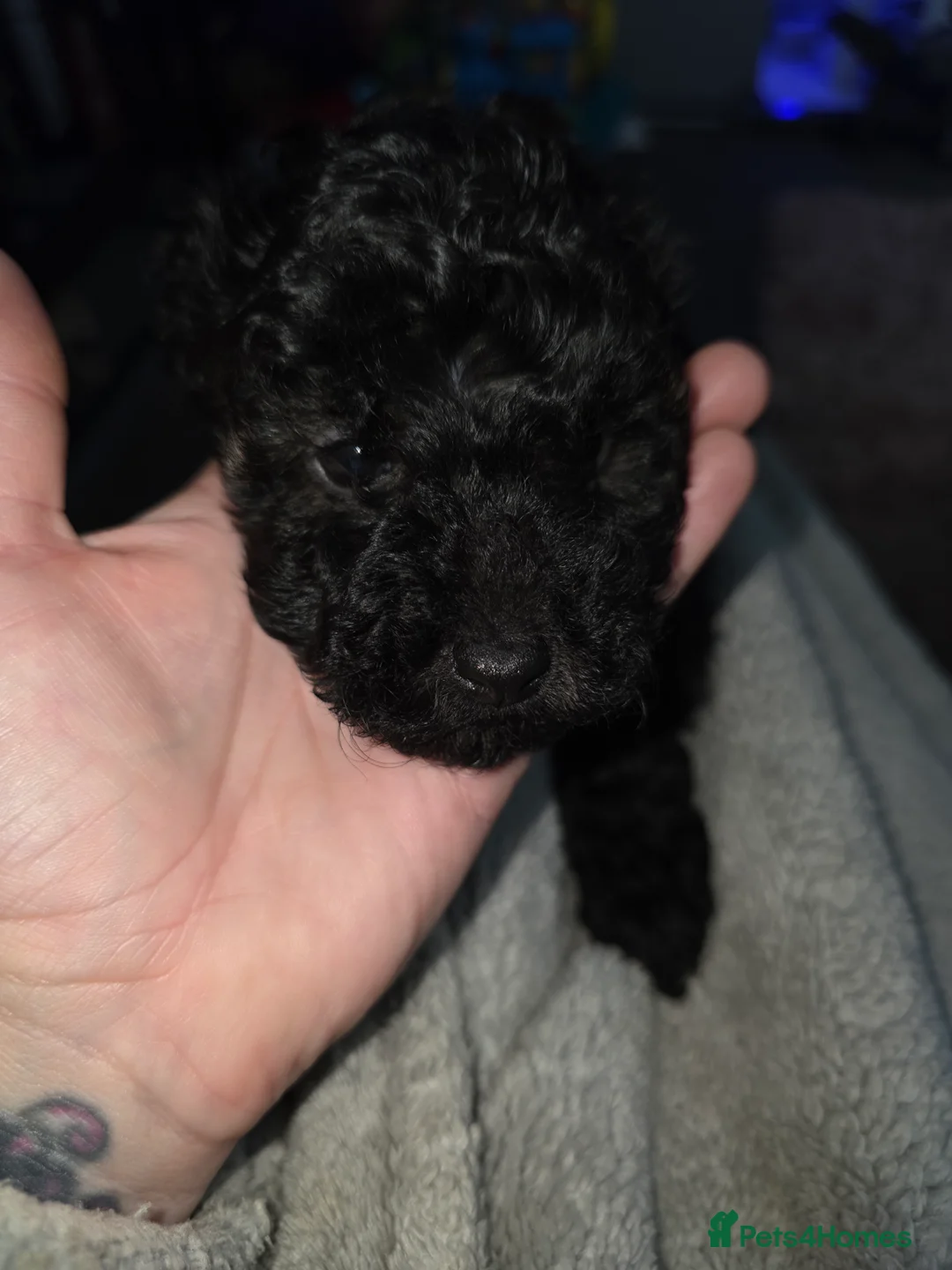 Poochon dogs for sale: Poochon puppies - Advert 18