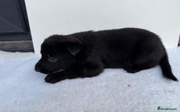 German Shepherd dogs for stud: PROVEN BIG BONED GERMAN SHEPHERD FOR STUD  in Romford - Image 37