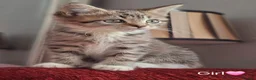 British Shorthair cats for sale: Gorgeous kittens! - Advert 25
