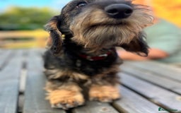 Miniature Dachshund dogs for sale: Cuddly KC Reg Mini-Wire Dachsund Boy - Image 2