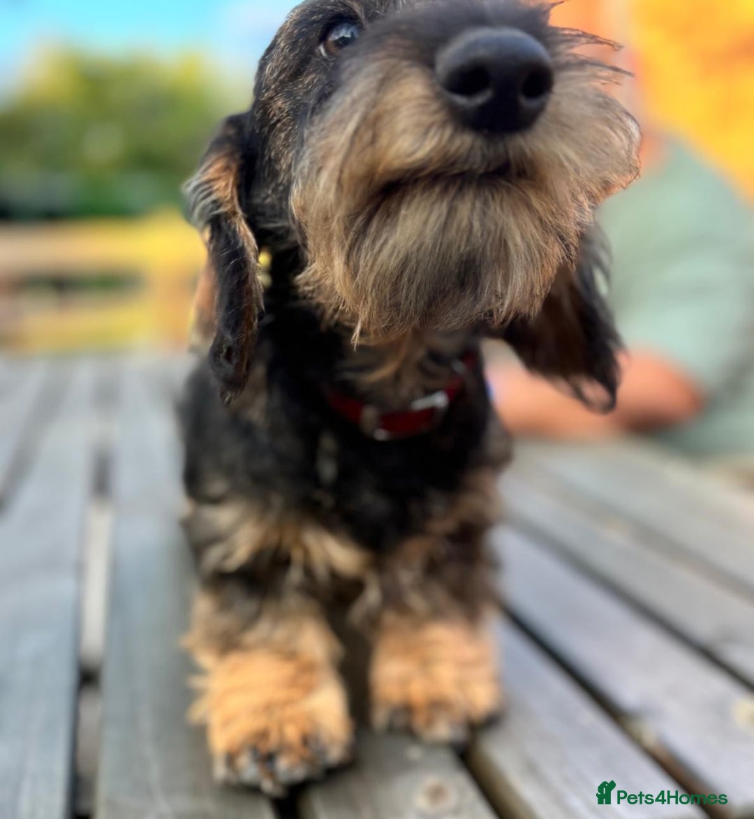 Miniature Dachshund dogs for sale: Cuddly KC Reg Mini-Wire Dachsund Boy - Image 2