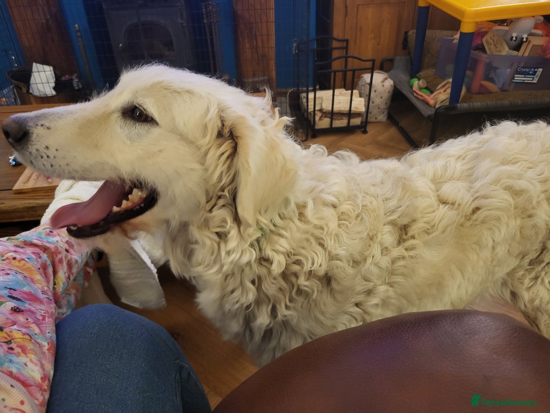 Mixed Breed dogs for adoption: MAGGIE - Advert 8