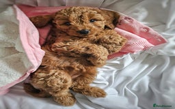 Cavapoo dogs for sale: Adorable F1B Cavapoo girl - teddy bear for sale  - Image 4