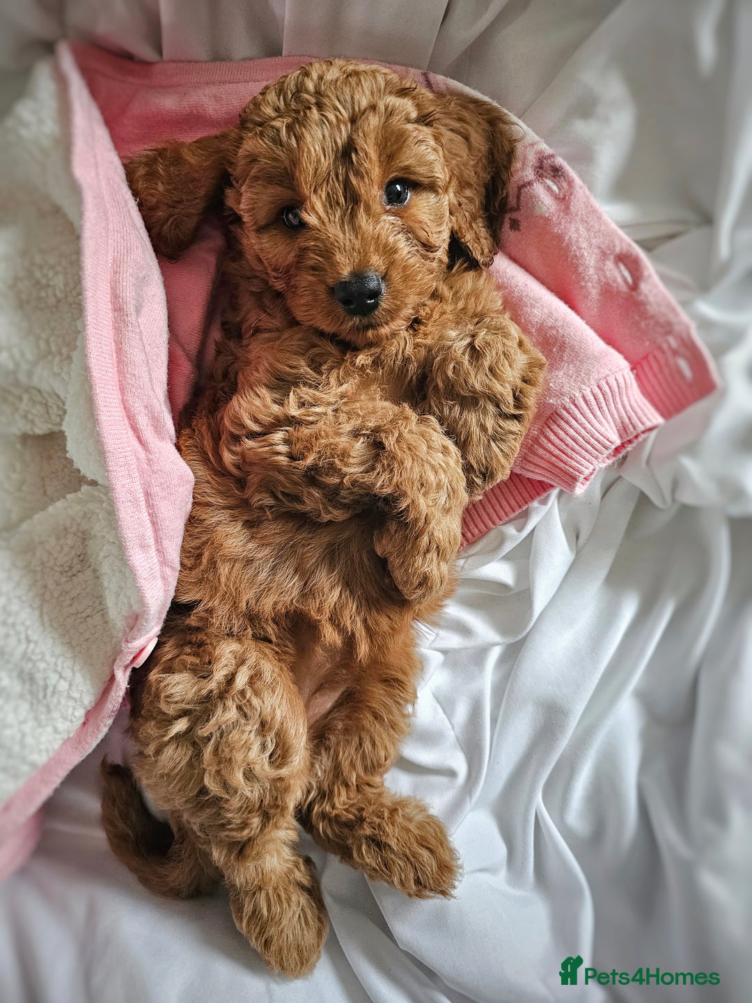 Cavapoo dogs for sale: Adorable F1B Cavapoo girl - teddy bear for sale  - Image 4