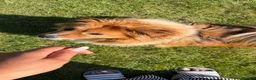 Mixed Breed dogs for sale: Fluffy Boy Francis is Ready For Adoption - Advert 10