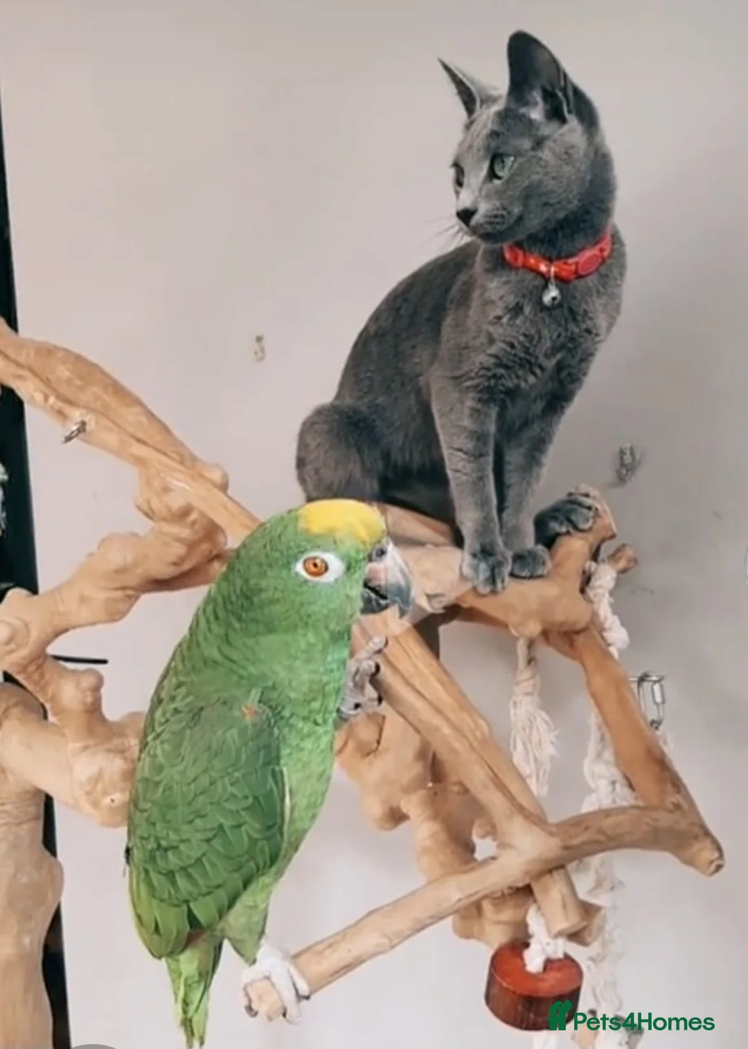 Parrots birds for sale: Yellow Crowned Amazon in Glossop - Advert 1