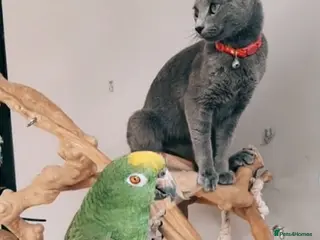 Parrots birds Yellow Crowned Amazon in Glossop - Advert 2