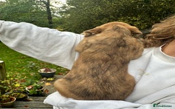 Mixed Breed dogs for sale: Goldendoodle X collie  - Image 7