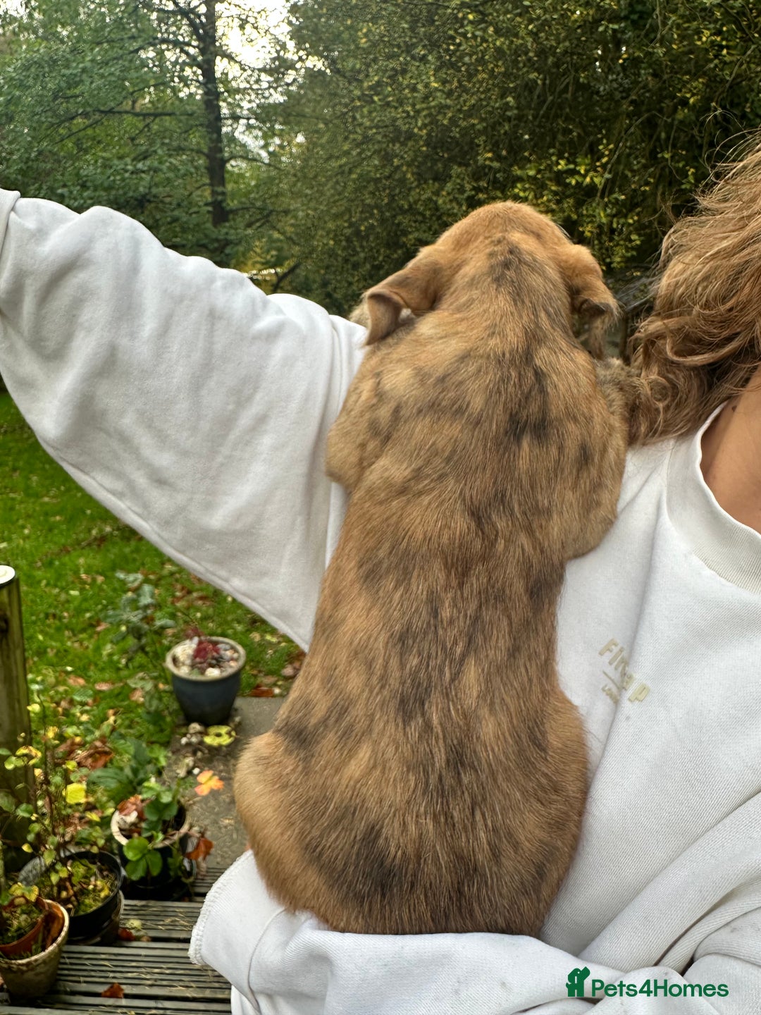 Mixed Breed dogs for sale: Goldendoodle X collie  - Image 7