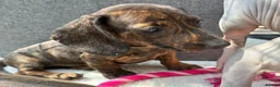 Miniature Dachshund dogs for sale: dachshund puppies UNIQUE fur patterns - Advert 8