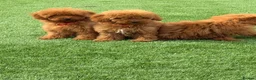 Toy Poodle dogs for sale: Toy poodle puppies - Advert 10