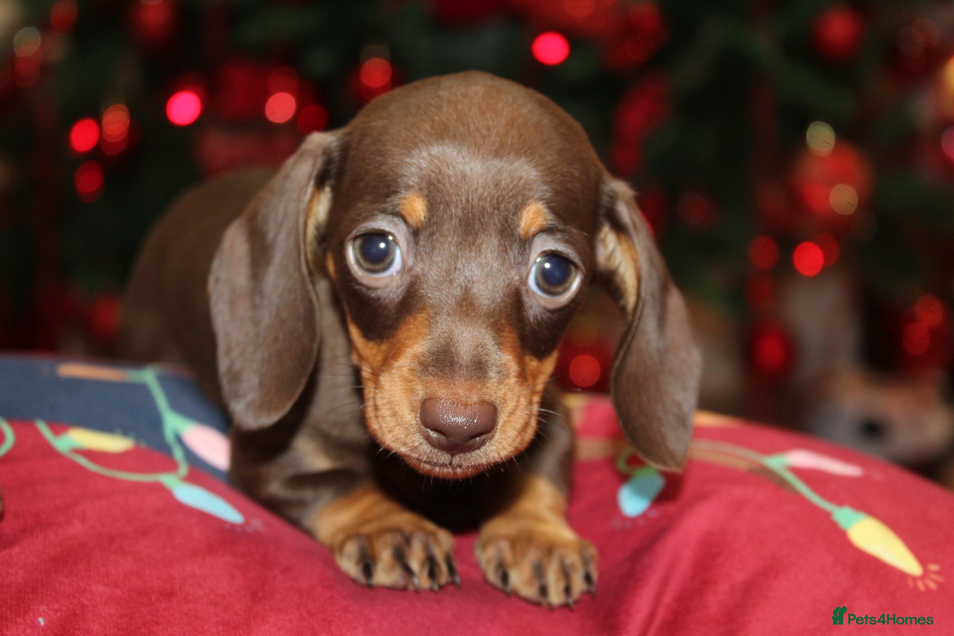 Miniature Dachshund dogs Absolutely stunning KC mini  girls🩷🩷🌟  - Advert 11