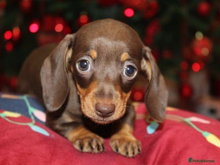 Miniature Dachshund dogs Absolutely stunning KC mini girls🩷🩷🌟 - Advert 5