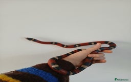 Milk Snake reptiles for sale: Milk snake and vivarium for sale - Advert 2