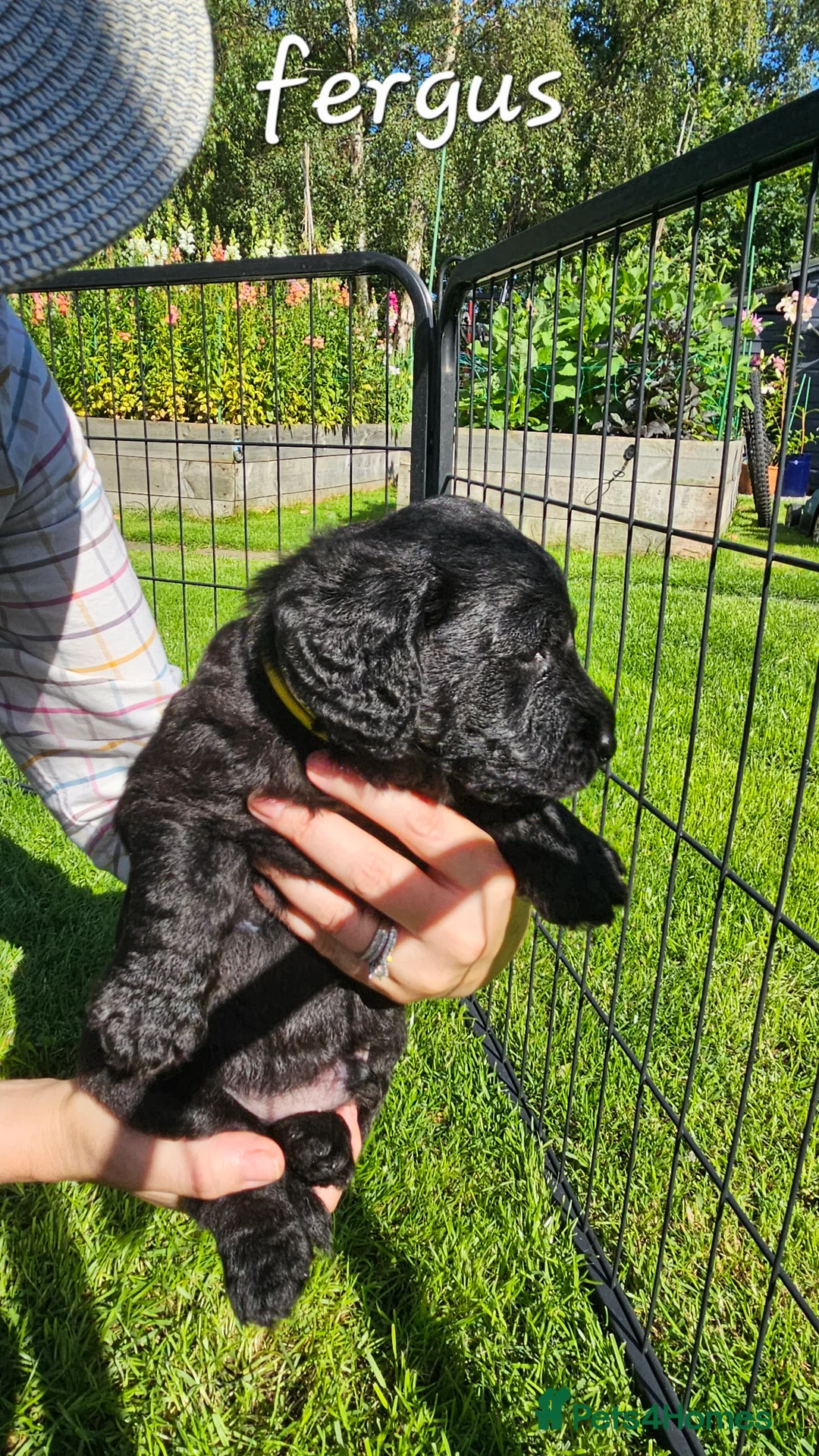 Double Doodle dogs for sale: F2 Miniature Australian Double Doodle  - Advert 2