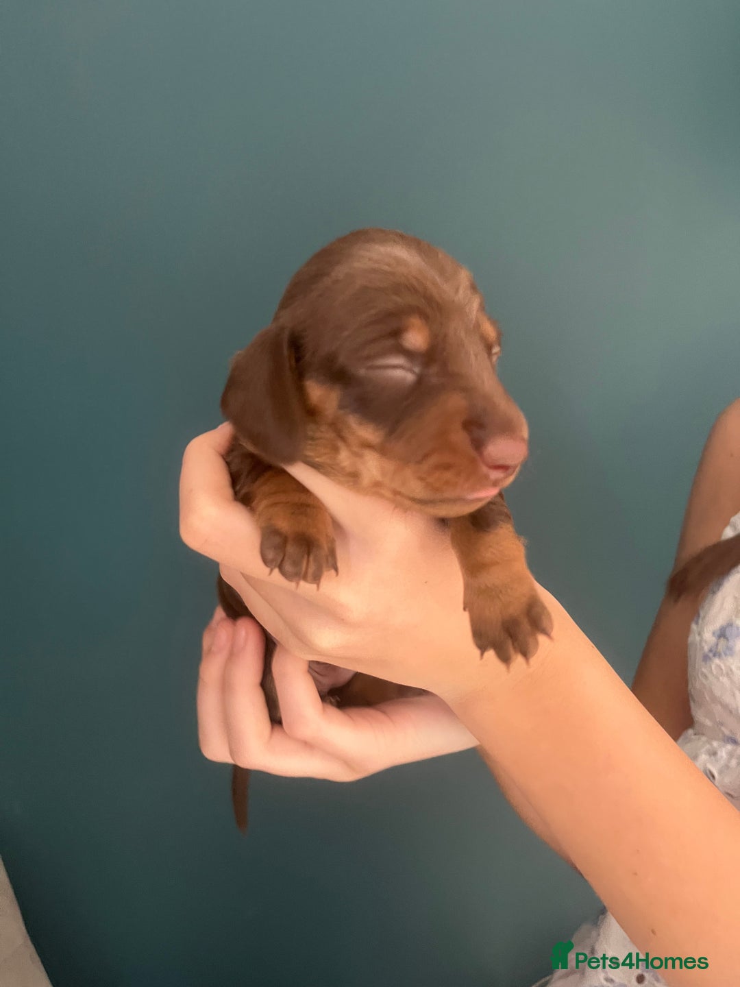 Miniature Dachshund dogs for sale: TWO LEFT KC REG Miniature Dachshunds! PEDIGREE - Advert 13