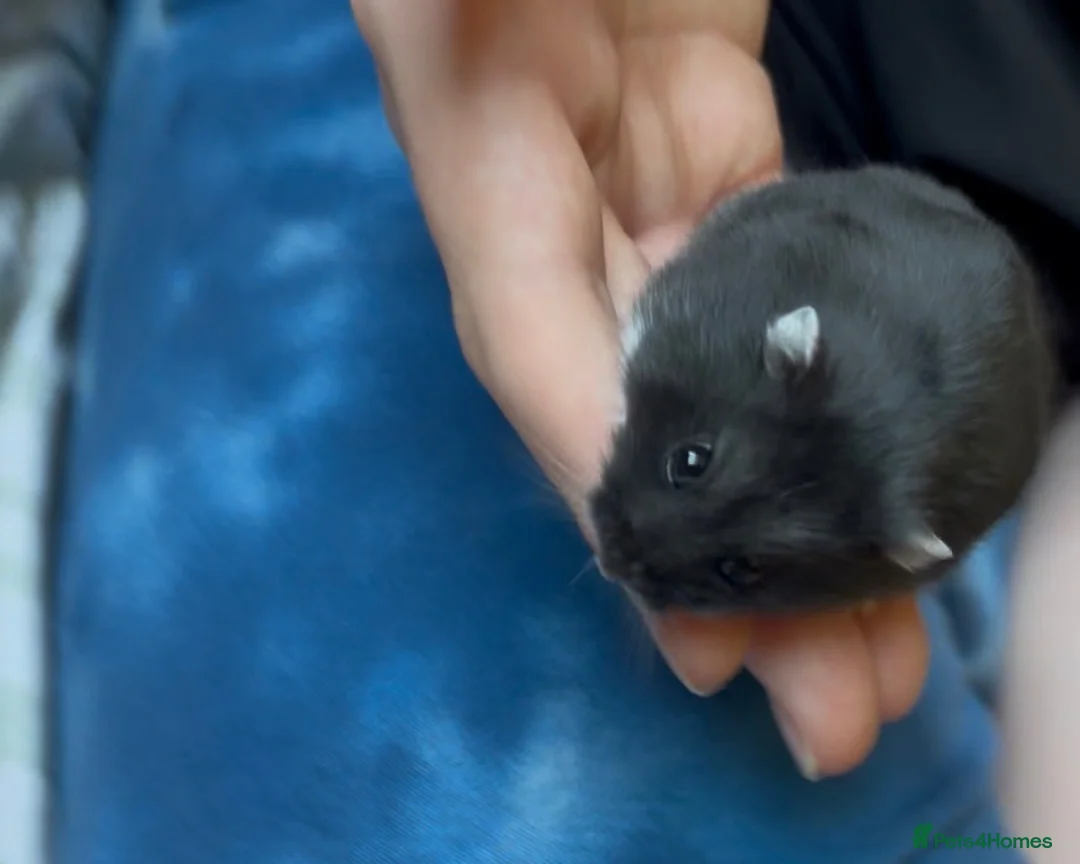 Hamster rodents for sale: 2 dwarf hamsters (living separately) full set up  - Advert 2