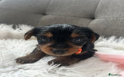 Yorkshire Terrier dogs for sale: Yorkshire Terrier puppies - Image 13